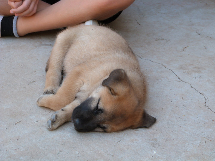 chinook dog